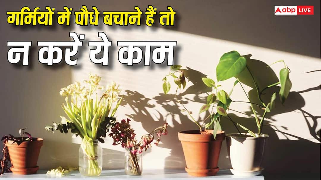 Are your plants getting burnt due to the scorching heat? So adopt this desi jugaad today itself.