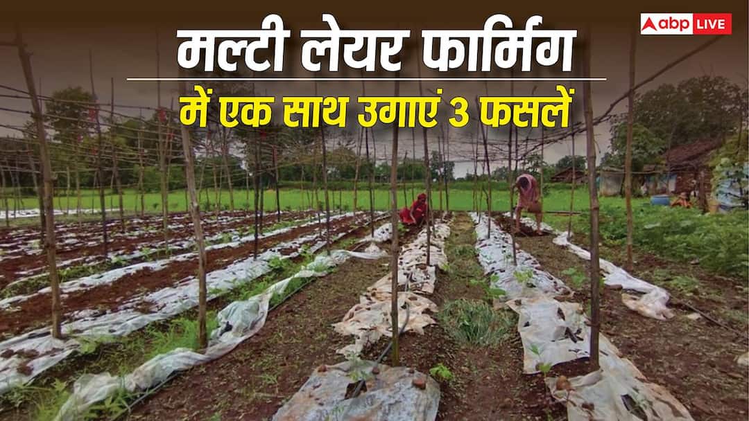 Now get bumper profits of 3 crops from one field, start preparing for multi-layer farming like this
