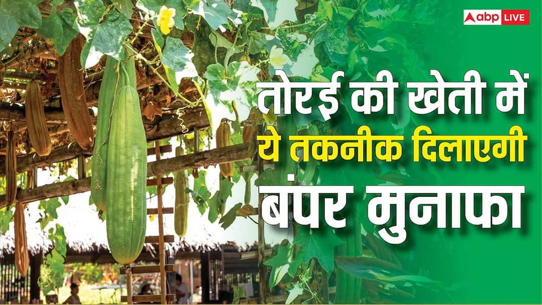 New and hit formula for ridge gourd cultivation, adopt this technique and get a return of lakh rupees in one bigha.