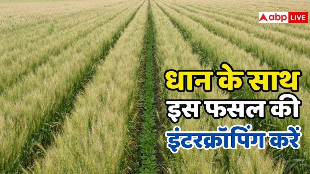 Intercropping of this crop with paddy crop gives highest profit, farmers should know