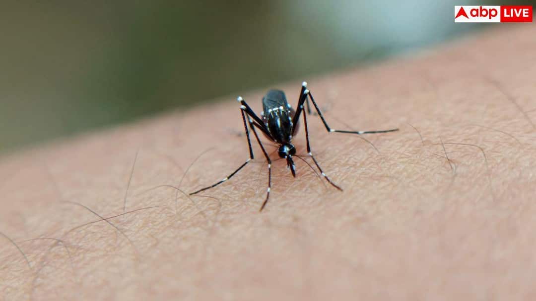 Japanese Encephalitis: This disease is more dangerous than dengue and malaria! The brain swells after being bitten by a mosquito.