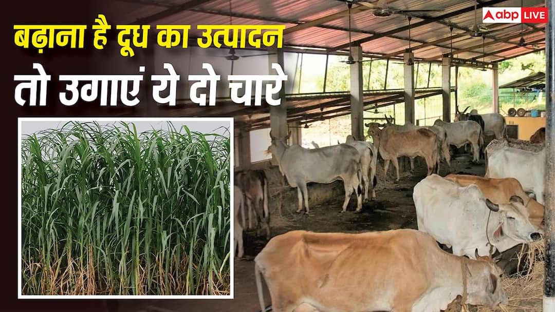 Important news for cattle farmers, plant these two fodder after August, milk production will double directly.
