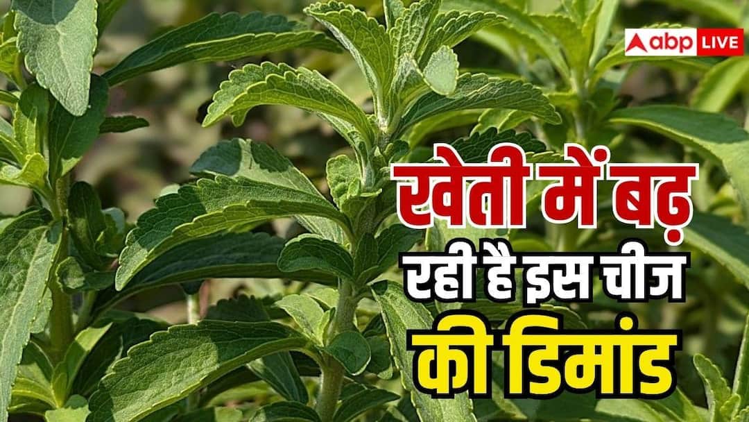 Cultivation of this crop with sugar free sweetness will give huge income, after planting it once you will earn money for 5 years.