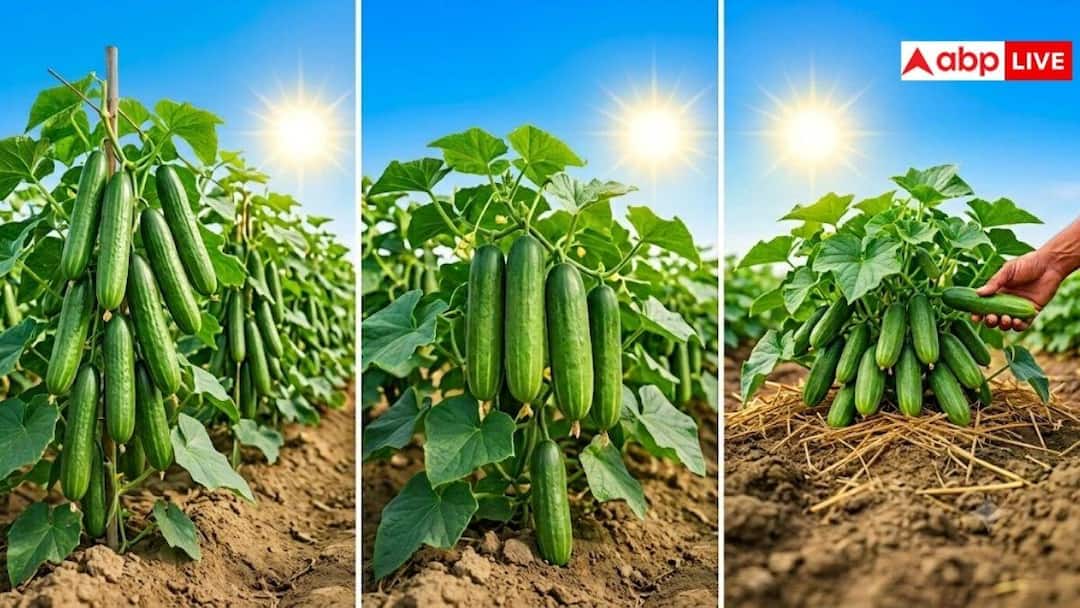 If you want to earn big profits then plant cucumber in July, these 3 magical varieties will rain money.