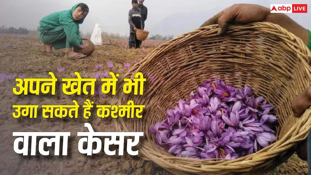 Saffron cultivation can be done not only in Kashmir but also in your fields, know the method.