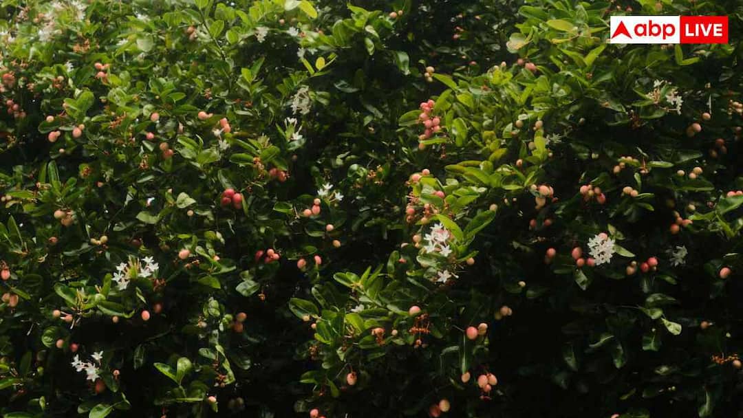 Instead of barbed wire, fence with cranberries and bamboo, you will get equal benefits.