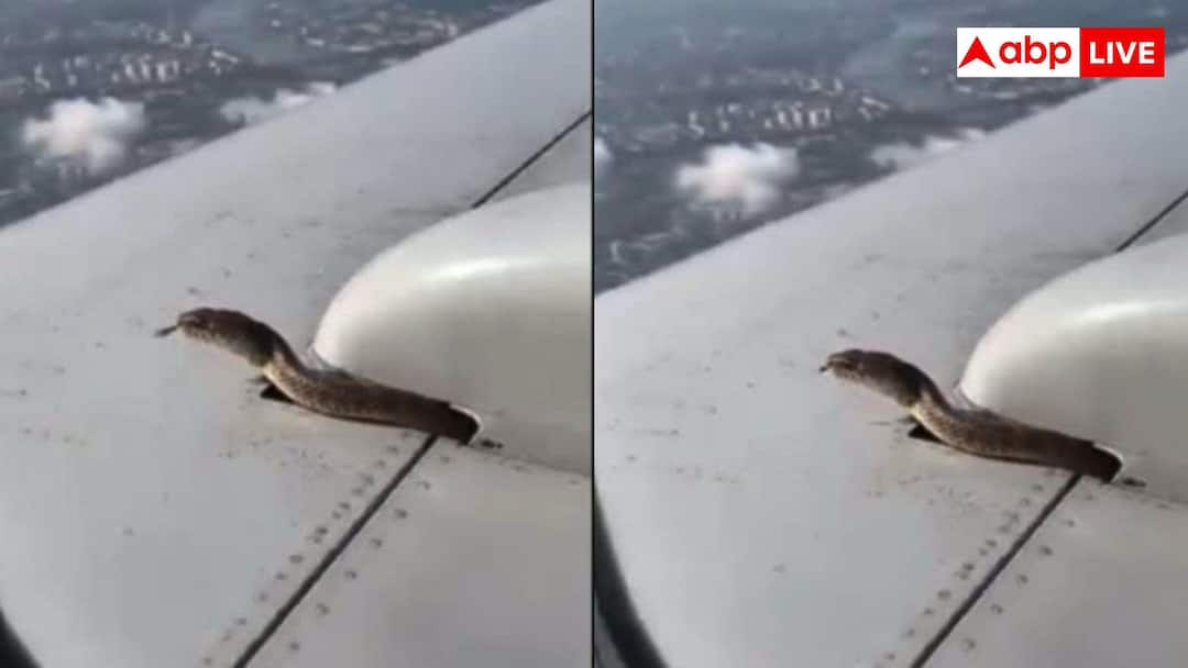 Snake on Airplane Wing: The airplane was in the air, then a black snake was seen with its hood spread; video viral