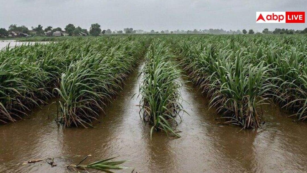 Farmers cultivating sugarcane should pay attention, the crop will not get spoiled even in heavy rain, just tie these 5 important things.