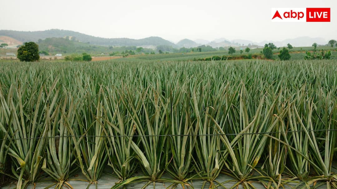 Aloe Vera Farming: Want to cultivate Aloe Vera, know how to start?