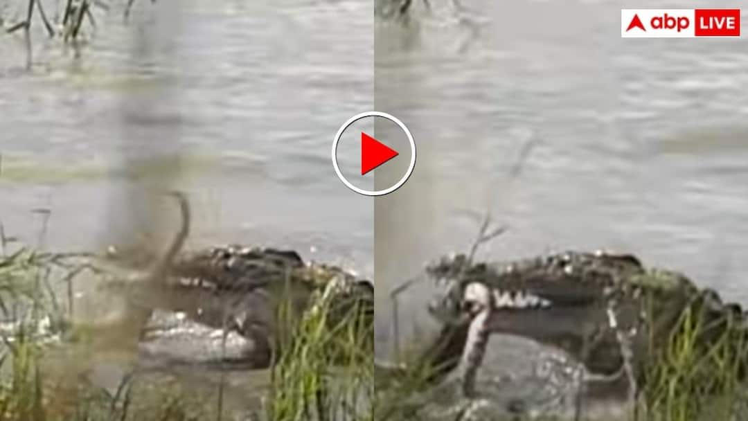 Video: Hatred by crocodile while living in water! The dreaded beast caught the python in its jaws and chewed it alive.